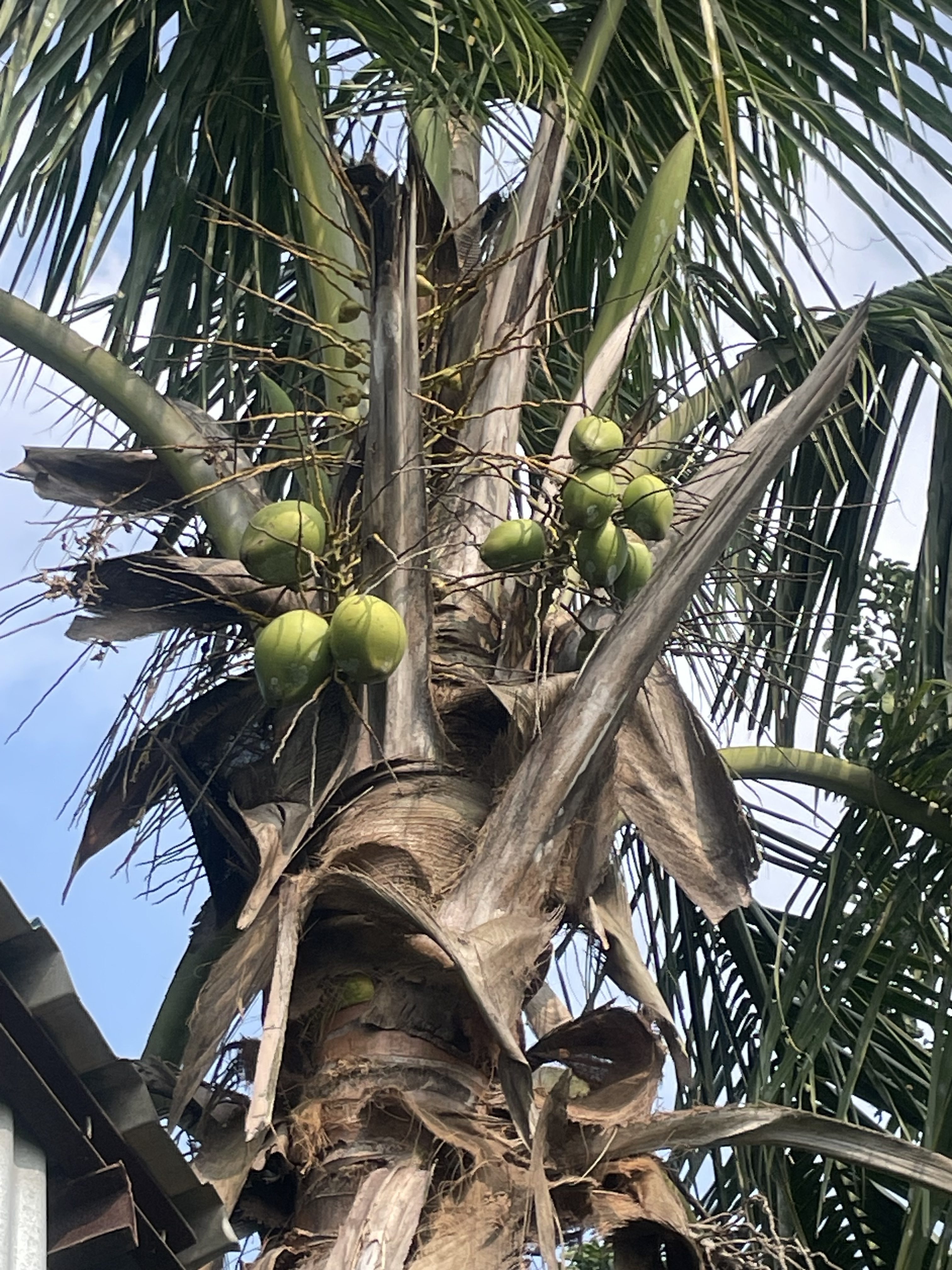 Coconut tree with young coconuts