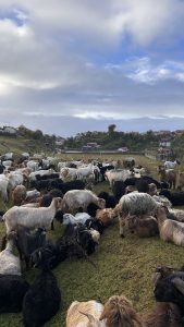 A large group of goats of various colors, including white, black, brown, and mixed hues, are grazing and resting on a grassy hillside.