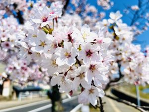 

Delicate pink and white cherry blossoms in bloom at Fukui, Japan.