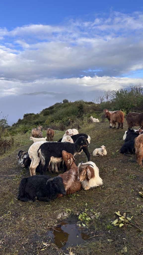 A flock of goats, including various colors and sizes, is resting on a grassy slope. Some goats are lying down, while others are standing and grazing