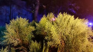 A nighttime close-up of a feathery coniferous shrub glowing under warm yellow light. The bright, textured foliage stands out vividly against a dark background illuminated with deep blue and purple hues.