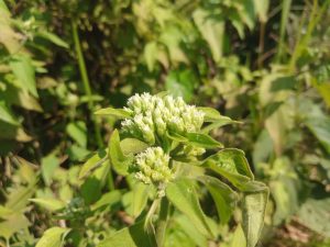 White flowers in the jungle at Kawtoli, Brahmanbaria, Bangladesh