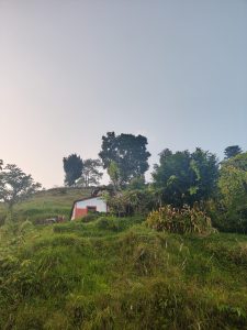 A small white house with a red door sits on a gently sloping hillside, surrounded by lush green grass and various plants. 