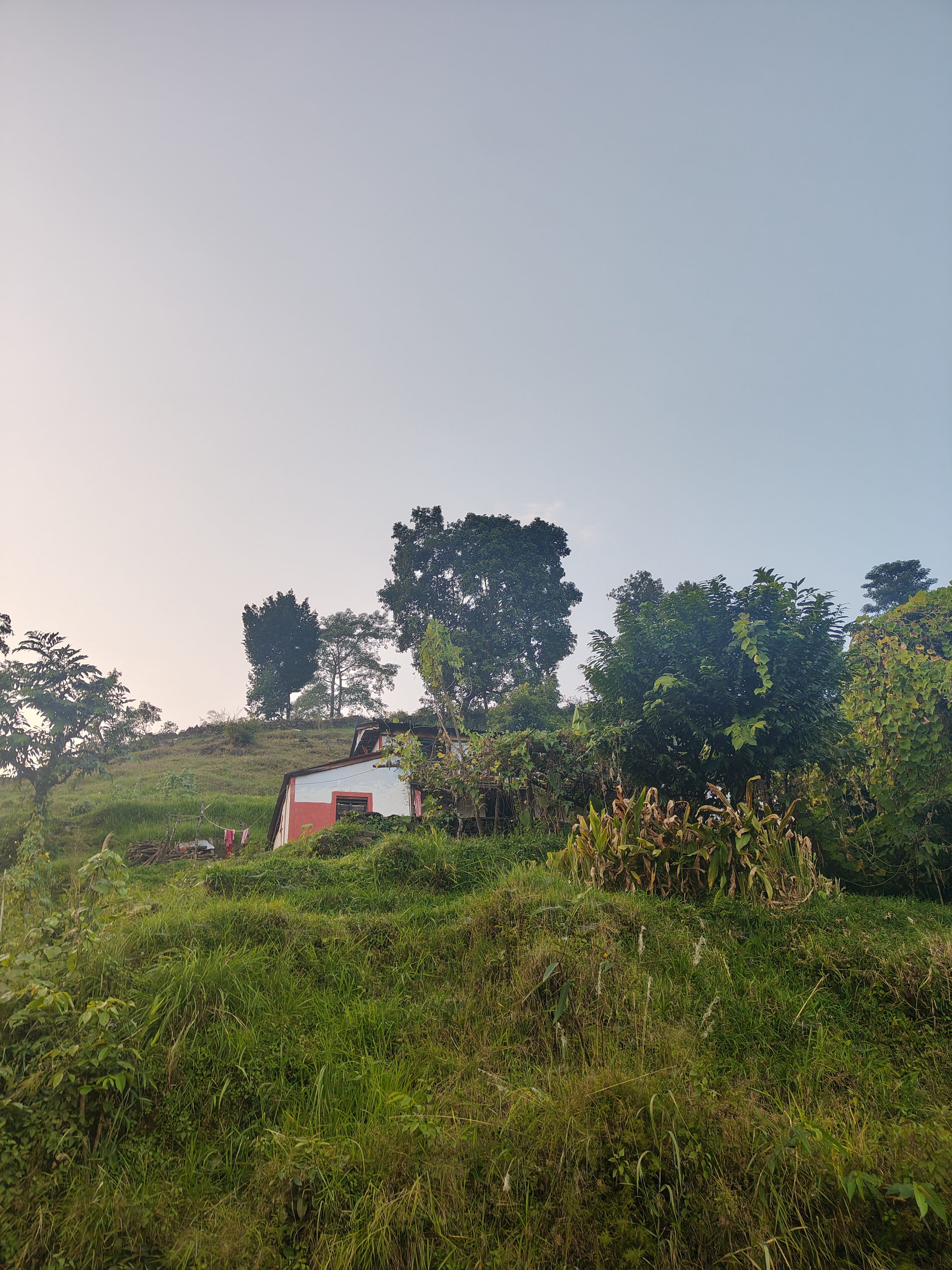 A small white house with a red door sits on a gently sloping hillside, surrounded by lush green grass and various plants.