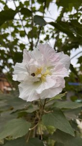 A close-up of a delicate flower with white and soft pink petals, featuring a yellow center, surrounded by green leaves. 