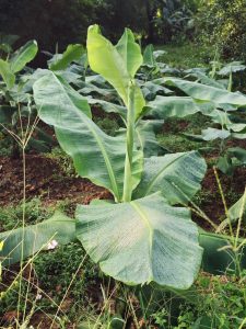 A healthy young banana plant with broad green leaves grows in the fields of Ayamkulam, Mavoor, Kozhikode. Morning light highlights the fresh leaves, showing the beauty of local farming.  