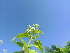 White flowers under the blue sky at Kawtoli, Brahmanbaria, Bangladesh