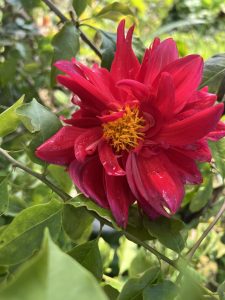 A local red dahlia, known as ‘lahure flower’ in Nepal, with a bougainvillea branch and leaves in the background.