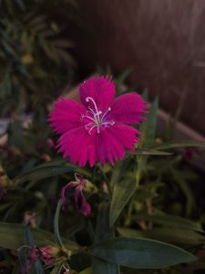 A vibrant pink flower with fringed petals is centered in the image, surrounded by dark green leaves and buds.