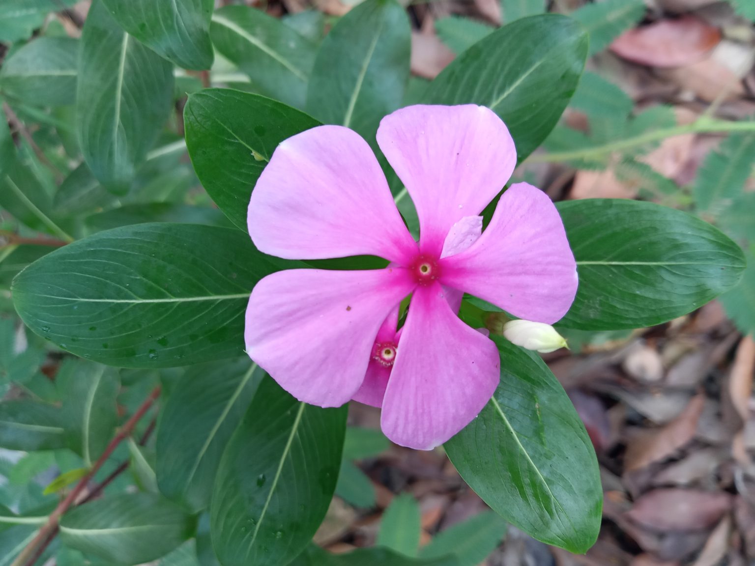 Close-up of a five-petaled pink flower surrounded by green leaves in Bhola, Bangladesh.