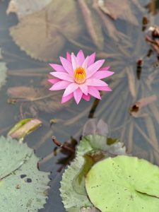 A beautiful pink water lily stands alone on calm water, surrounded by floating leaves in soft green shades, taken from Vazhakkad, Malappuram.
