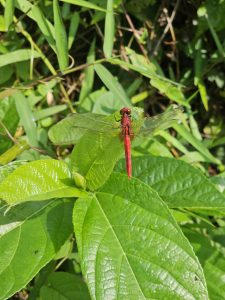 A bright red dragonfly is resting on a large green leaf in a grassy area. Captured in Perumanna, Kozhikode, Kerala. 