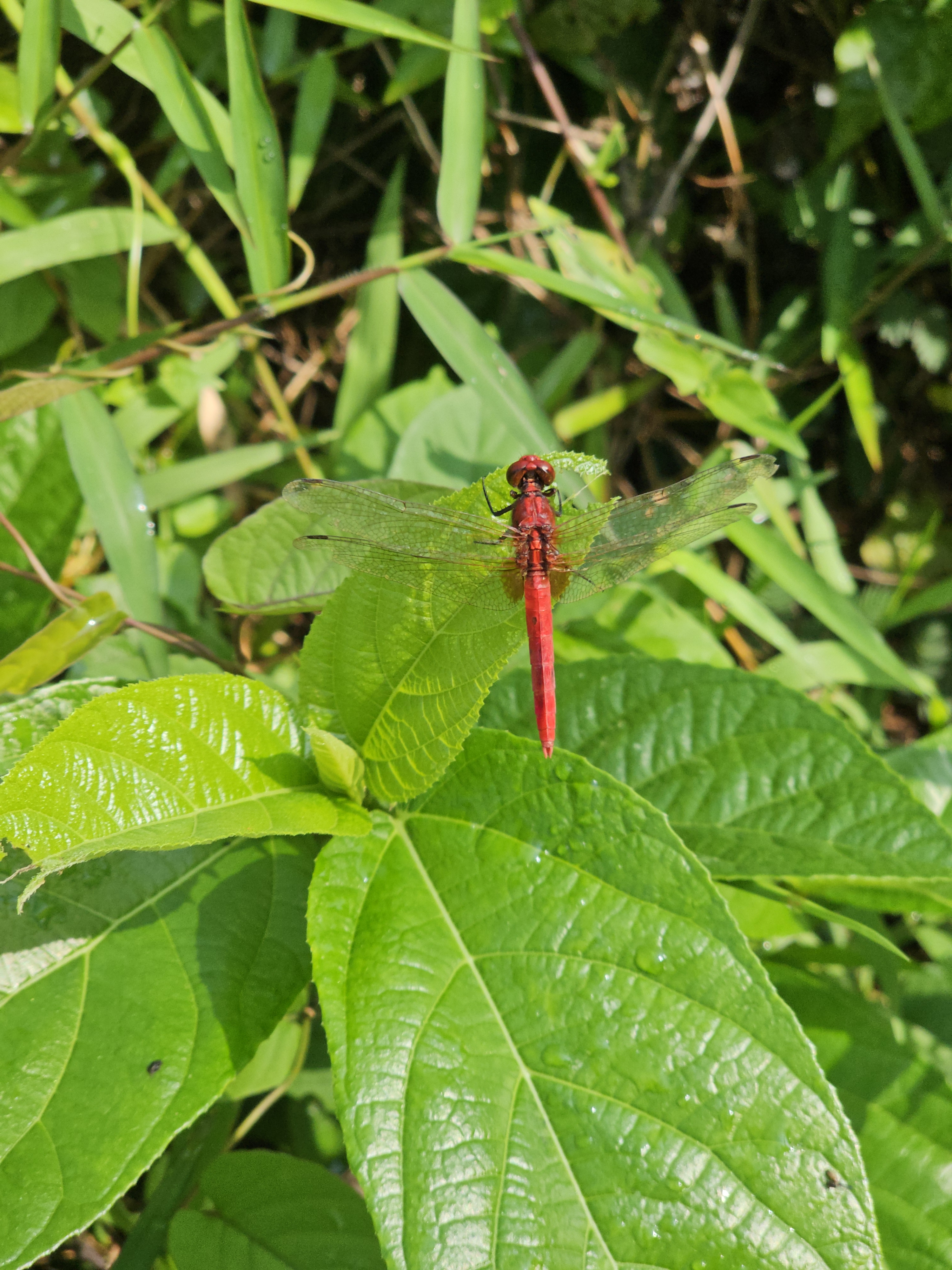 A bright red dragonfly is resting on a large green leaf in a grassy area. Captured in Perumanna, Kozhikode, Kerala. 