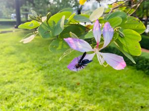 A black bee is perched on a delicate pink and white flower, surrounded by lush green leaves, with a vibrant grassy field in the background.