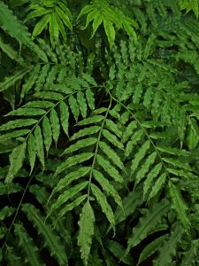 Lush green fern leaves, possibly Ptisana salicina, covered in small water droplets, fill the frame, highlighting natural textures and vibrant hues. 