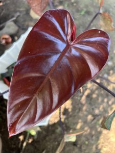 A shiny Philodendron erubescens leaf in deep red and burgundy color varieties.