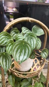 Close-up of a green plant with glossy, heart-shaped leaves and light green stripes.