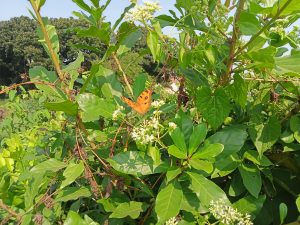 A vibrant orange butterfly with black spots is perched on white flowering plants amidst lush green foliage. The background features a blurred landscape of trees and grass under a clear blue sky.