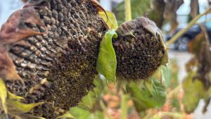 Closeup of the center of a sunflower in the autumn after frost has ravaged the flower.