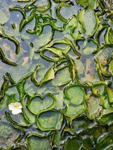 Curved, glossy green aquatic leaves of Ottelia alismoides (duck lettuce) form flowing shapes in the water, with a small white flower adding contrast. Captured at the Malabar Botanical Garden, Kozhikode. 