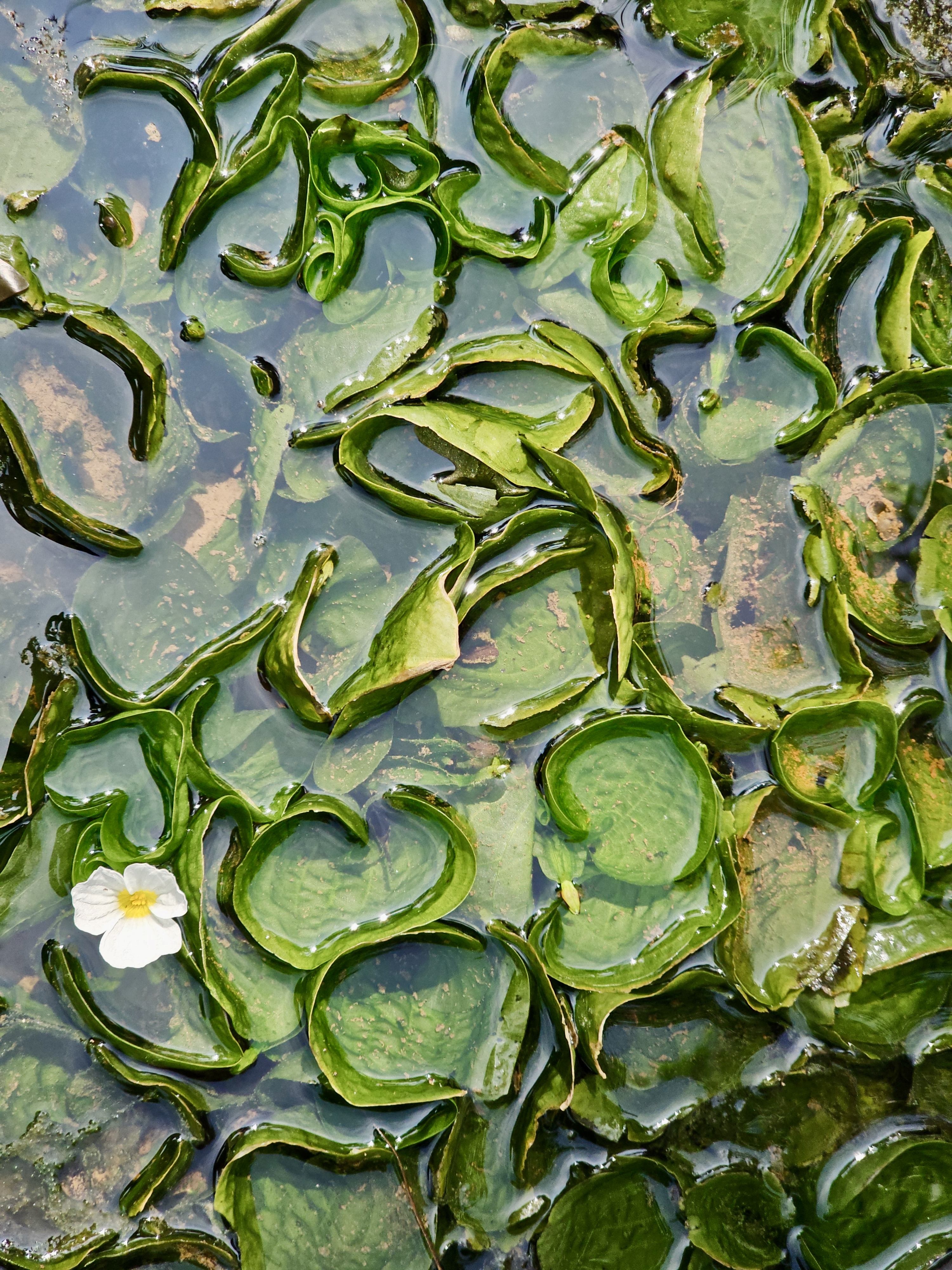 Curved, glossy green aquatic leaves of Ottelia alismoides (duck lettuce) form flowing shapes in the water, with a small white flower adding contrast. Captured at the Malabar Botanical Garden, Kozhikode.