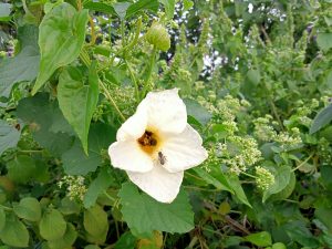 

A fly on a white flower at Kawtoli, Brahmanbaria, Bangladesh.