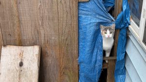 On the left, a wooden wall, on the right a gap covered by blue tarpaulin.  A cat has its head poked out through the tarpaulin.