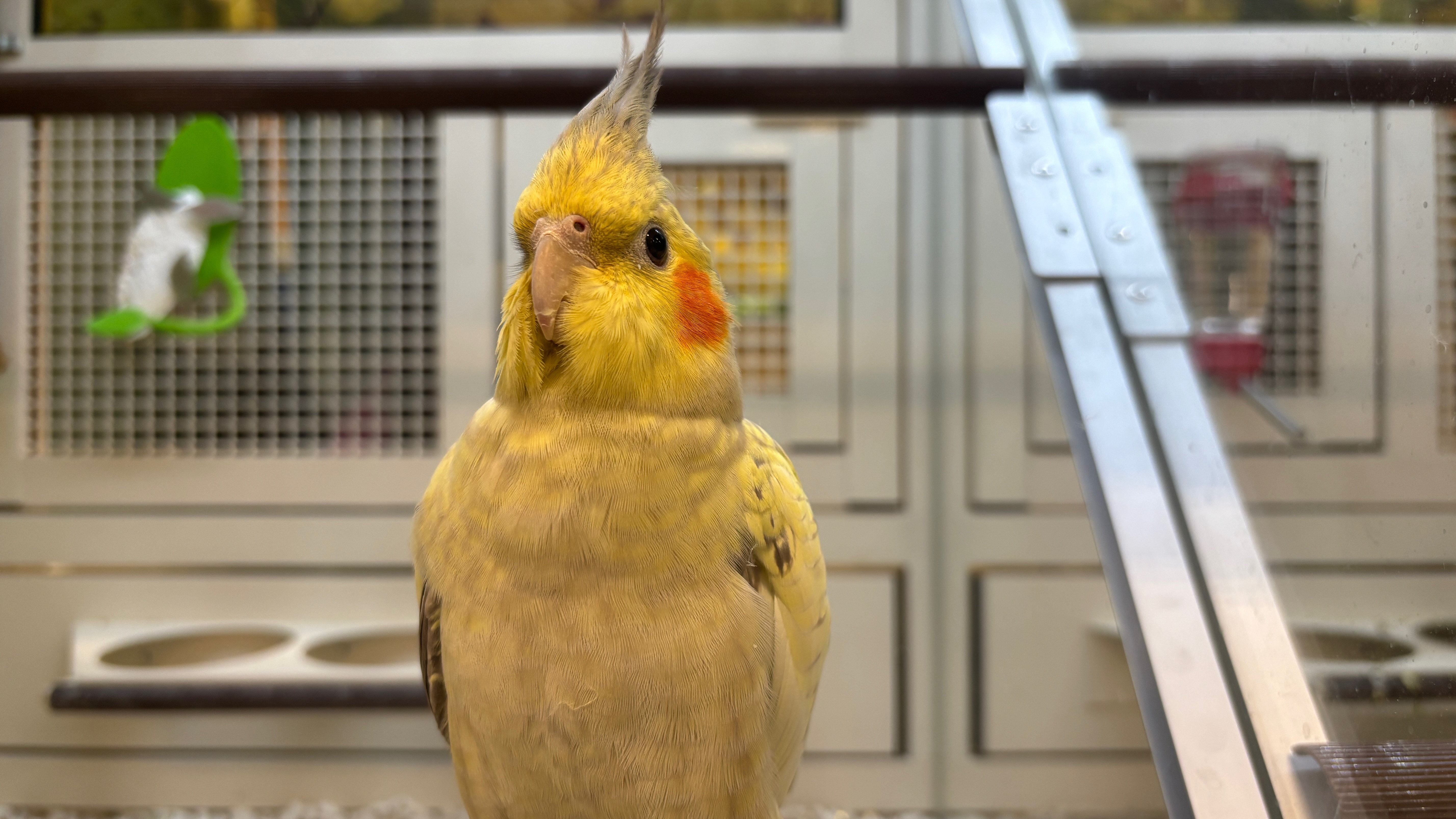 A closeup of a cockatiel in a cage. It's facing the camera, head tilted a little so it can look at us.