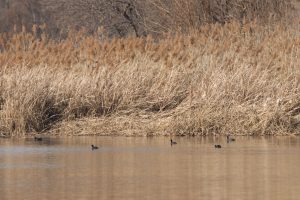 Five Eurasian Coots swim on calm water, its surface reflecting the muted sky. Behind them, tall dried brown reeds form a dense, natural backdrop.