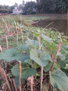 Young green plants growing beside wooden stakes near a pond, with a house and trees in the peaceful rural setting of Harbaid, Gazipur.
