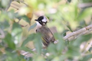 A Light-vented Bulbul perched on a branch surrounded by green, out-of-focus leaves.