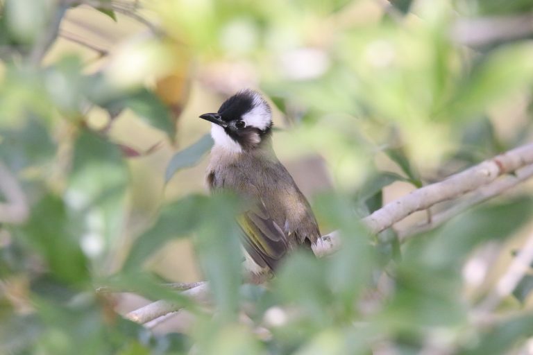 A Light-vented Bulbul perched on a branch surrounded by green, out-of-focus leaves.