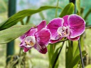 A vibrant pink and white orchid blooms gracefully at the Malabar Botanical Garden, Kozhikode. The soft background makes the colors of the petals stand out beautifully. 
