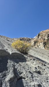 A rocky hillside is depicted, featuring a solitary bush with bright yellow leaves near the bottom.