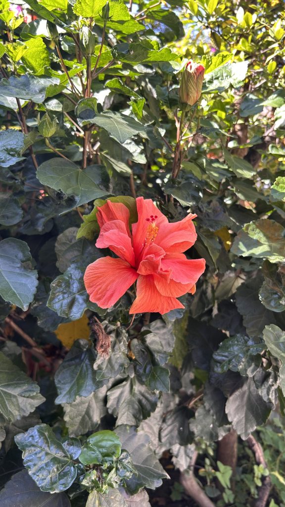 A vibrant orange hibiscus flower stands out against a backdrop of green leaves, with a few budding flowers nearby.