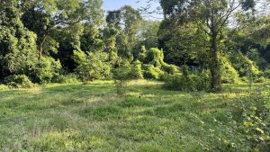 Tall green grass fills a peaceful clearing that sits right at the edge of a thick and leafy forest.