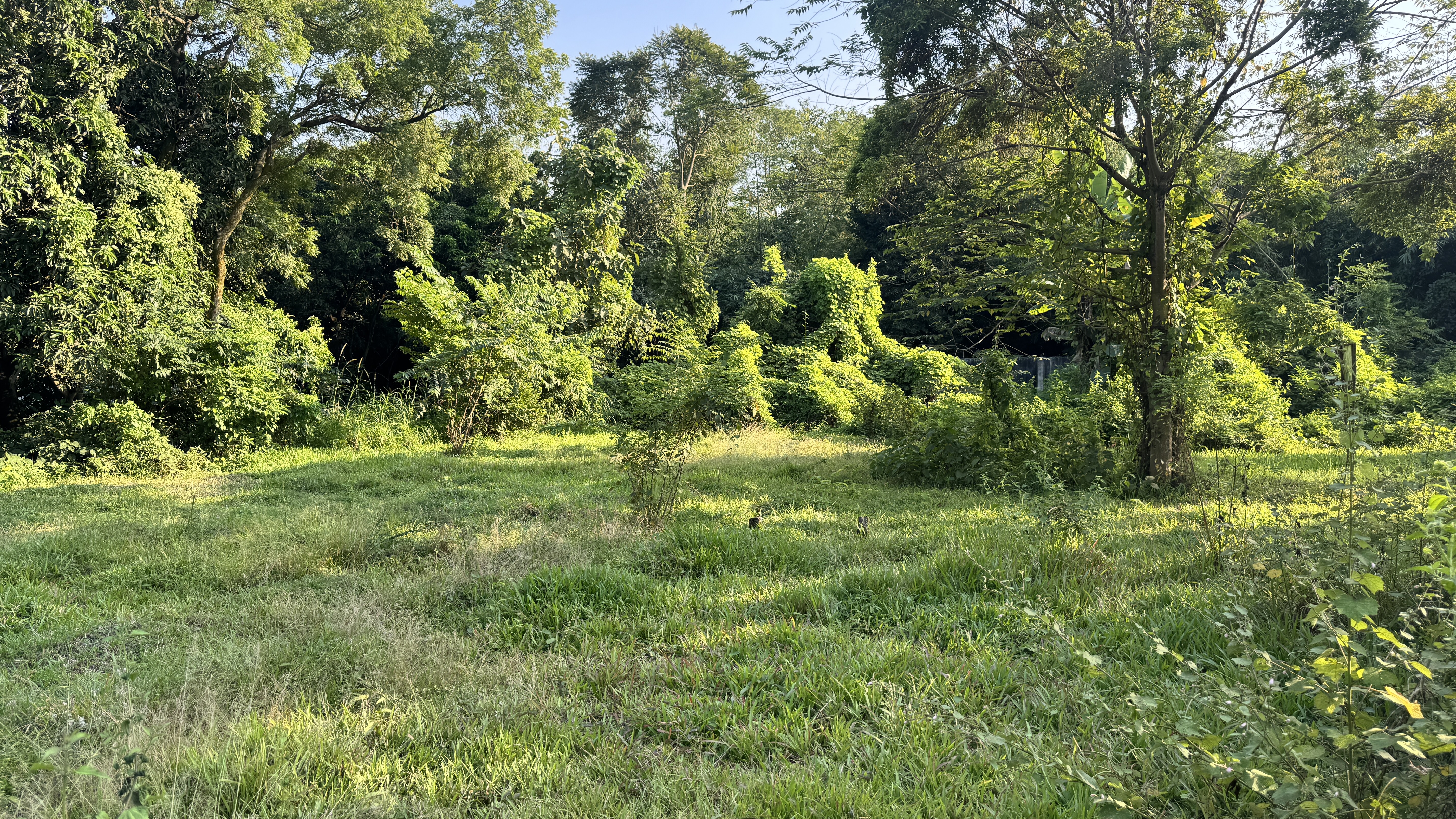 Tall green grass fills a peaceful clearing that sits right at the edge of a thick and leafy forest.