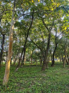 A peaceful forest scene with tall trees and green foliage