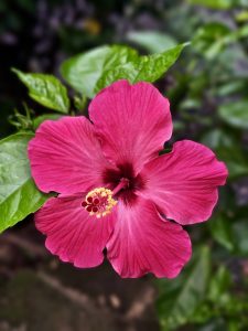A bright pink hibiscus in full bloom, captured crisply in the early morning, in Kozhikode, Kerala. Its vivid petals and golden stamens shine against the soft green background, celebrating tropical beauty. 