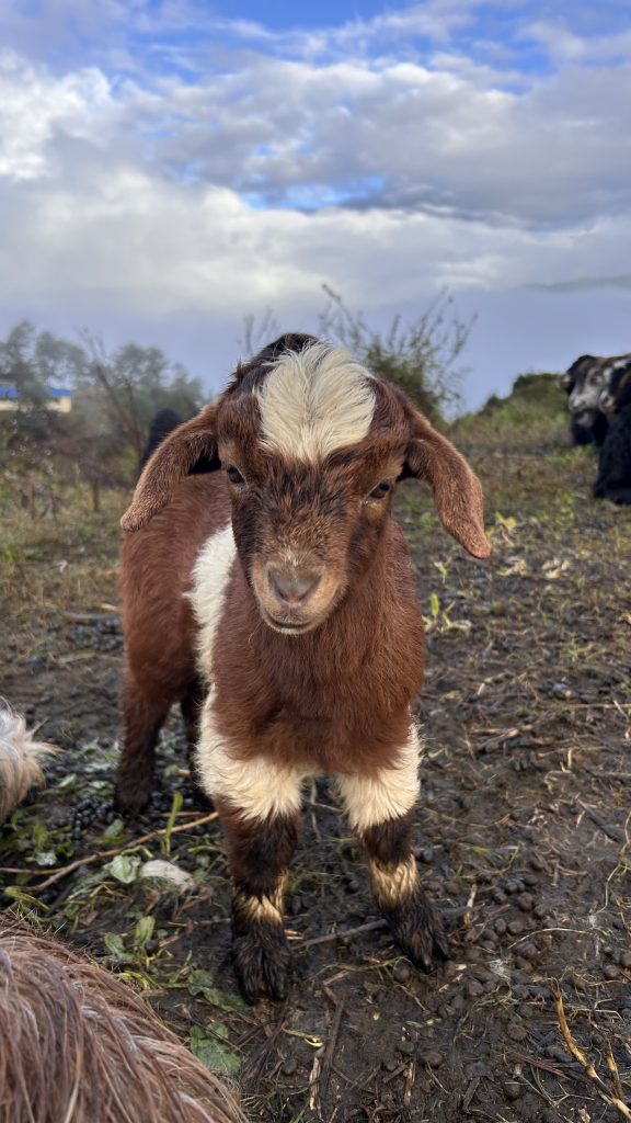 A young goat with a brown coat and white markings is standing on a muddy ground, surrounded by greenery and other goats in the background.