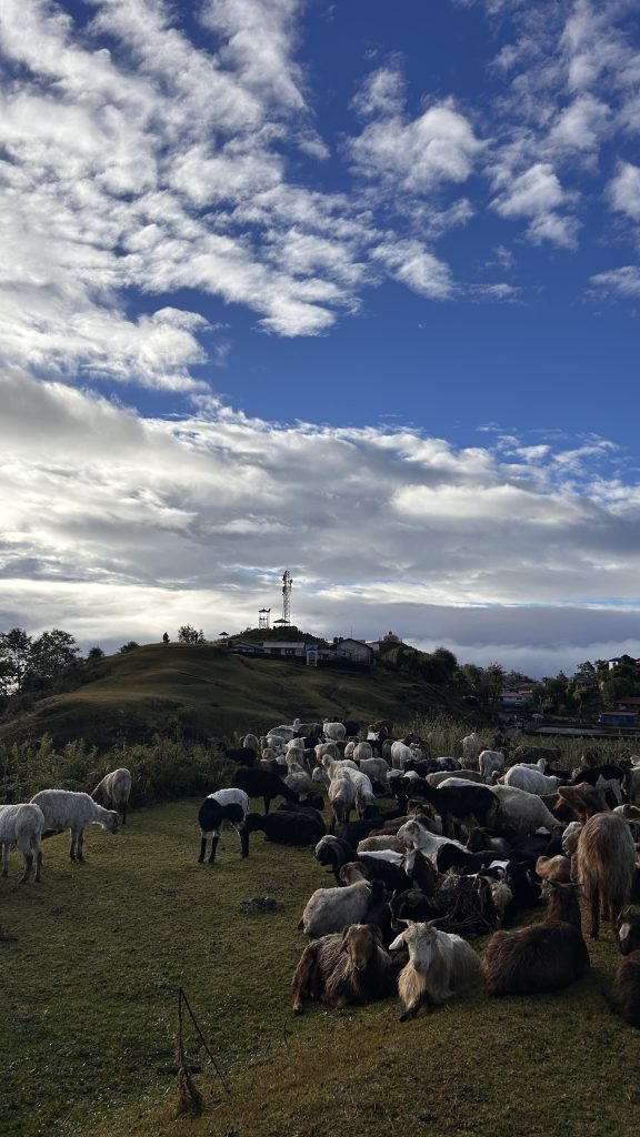 A large group of goats and sheep grazing on green grass in a hilly landscape.