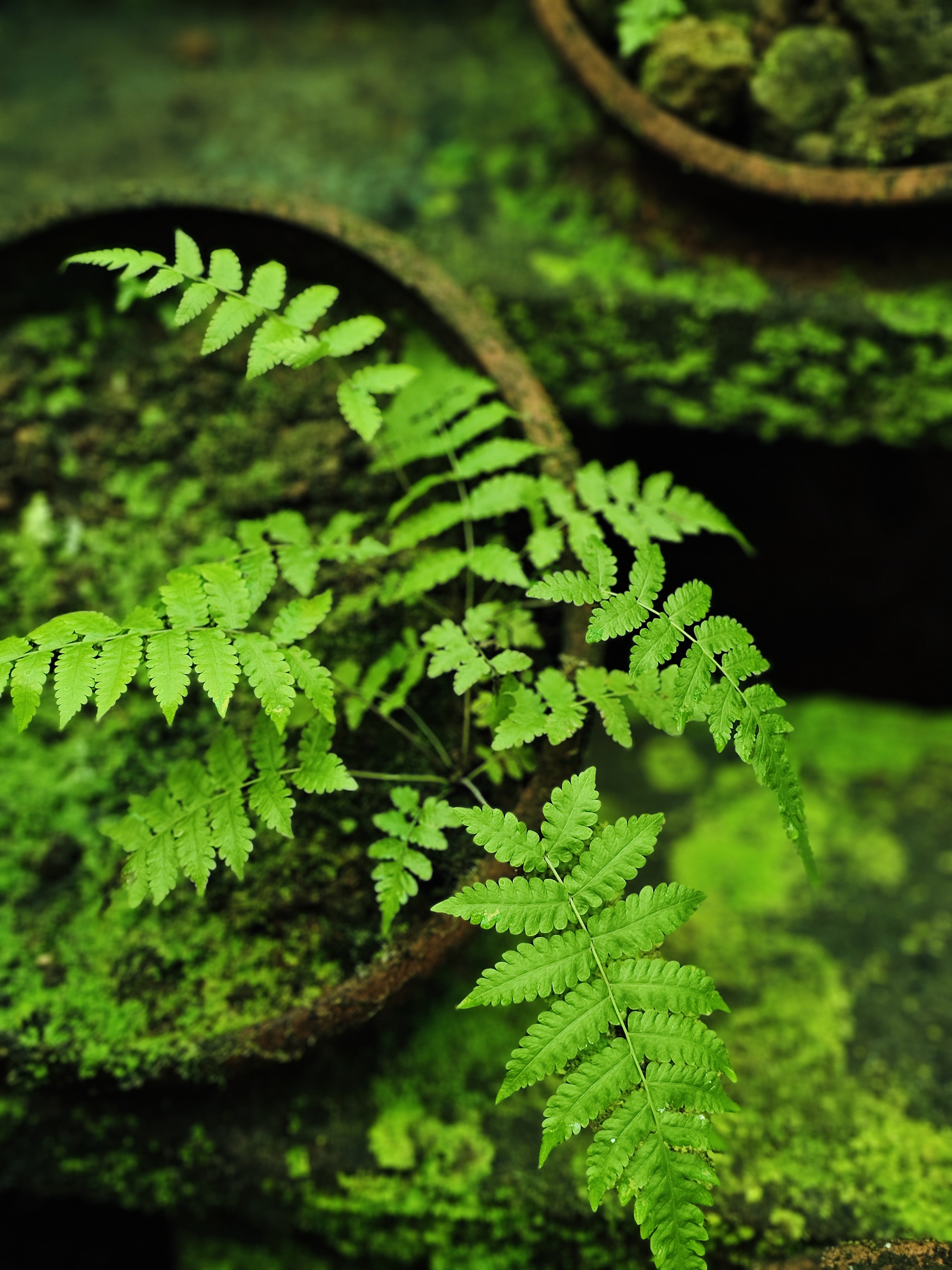 Bright green fern leaves grow beautifully over old moss-covered pots in the Malabar Botanical Garden, Kozhikode. The soft light highlights the fresh textures and peaceful garden mood.