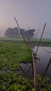 A misty morning scene with a waterway covered in green plants, divided by a bamboo fence, and softened by fog over distant trees.