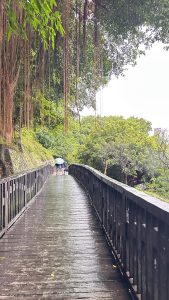 A wooden walkway winds between lush greenery, leading into the distance under a canopy of trees.