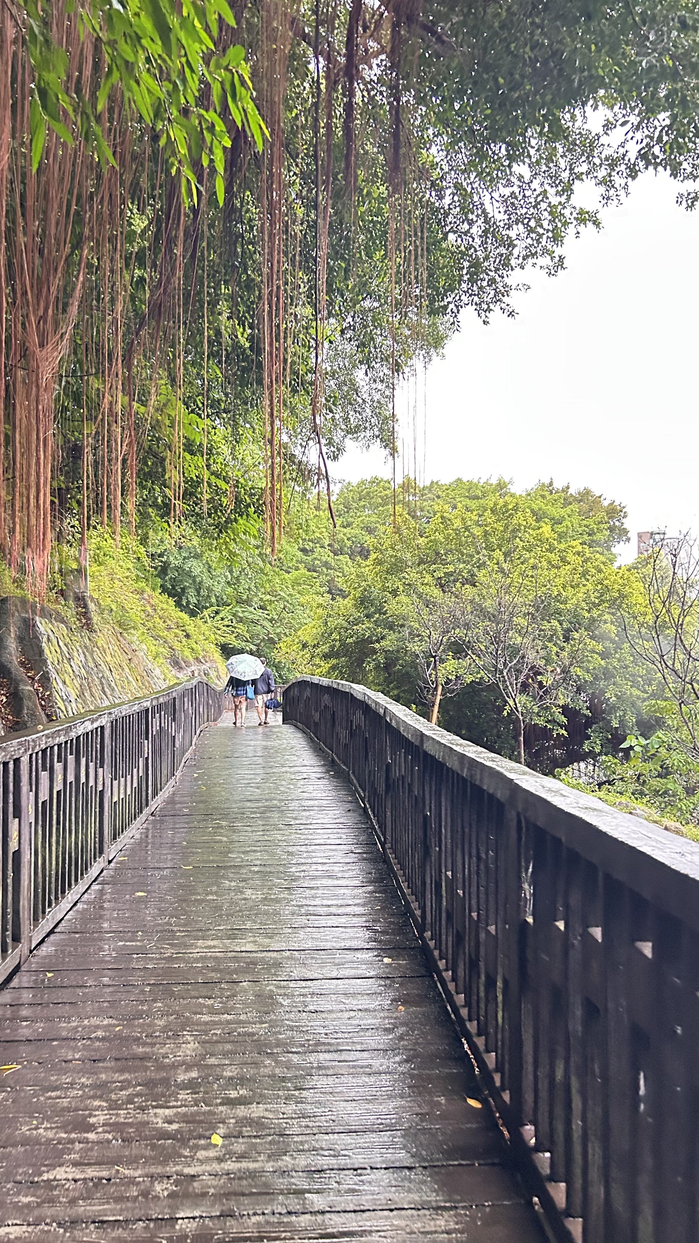 A wooden walkway winds between lush greenery, leading into the distance under a canopy of trees.