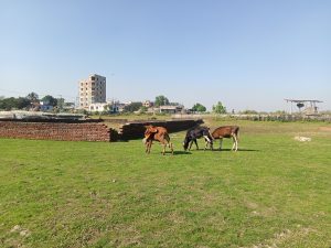 Cows in the field at Kawtoli, Brahmanbaria, Bangladesh.