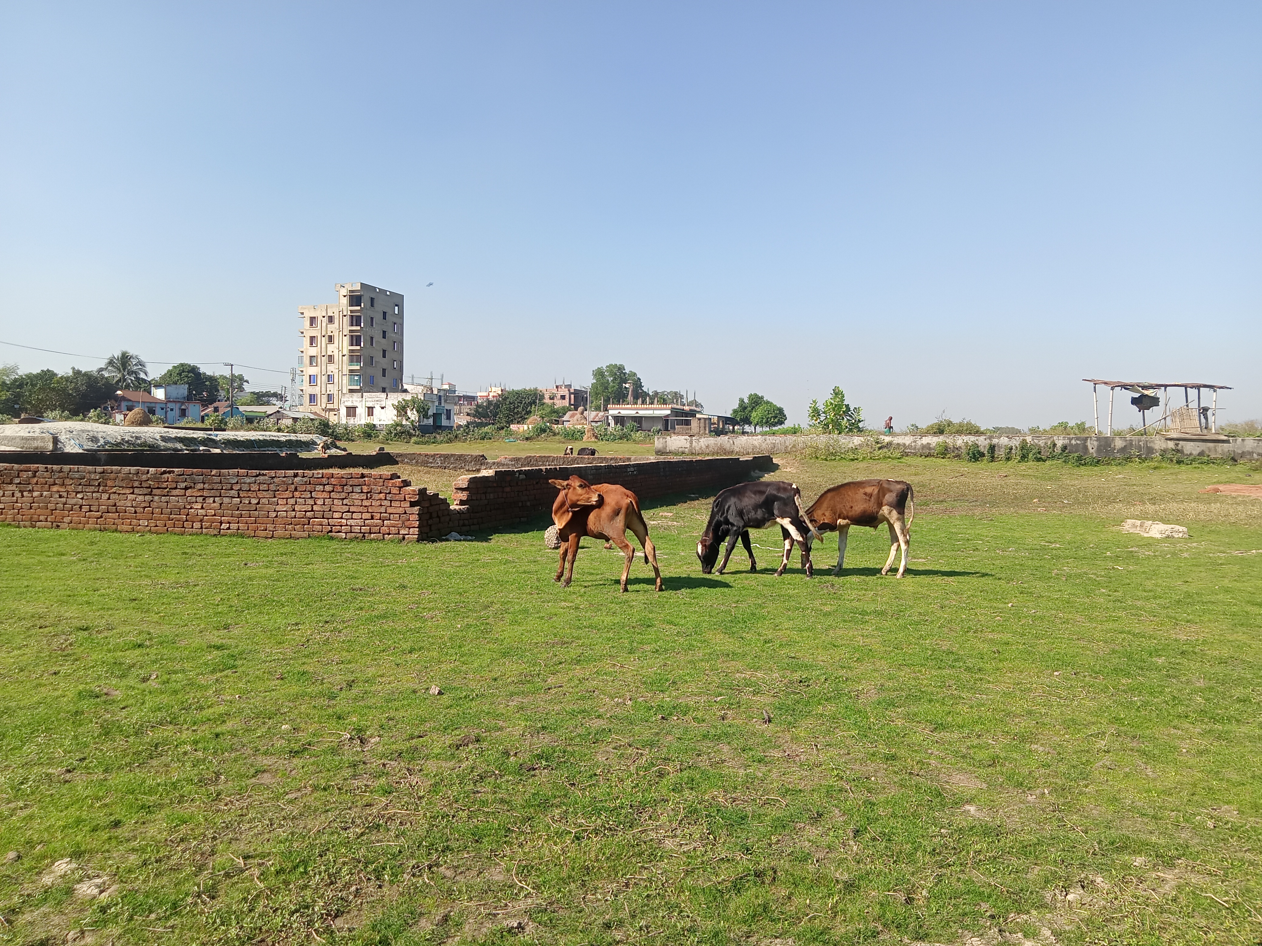 Cows in the field at Kawtoli, Brahmanbaria, Bangladesh.