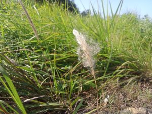 White catkin with green grasses under the blue sky at Kawtoli, Brahmanbaria, Bangladesh