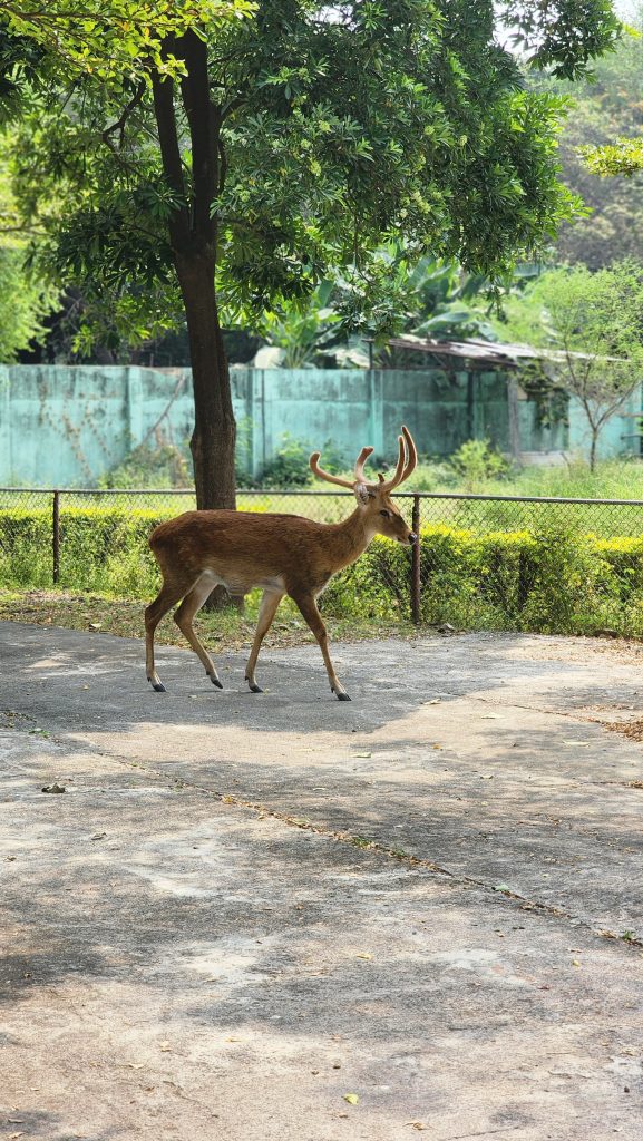 A full-body shot of a Sambar or similar species of deer with large, branching antlers. The deer is walking left-to-right on a sun-dappled path covered with dried leaves. In the background, there is a wire fence, lush green trees and bushes, and the base of a thin tree trunk.