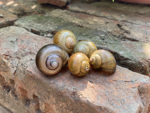 Five brown spiral snail shells of different sizes resting on a sunlit brick surface.